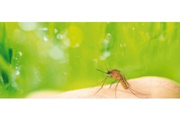 Prevenzione dell&#39;infezione da West Nile Virus (Virus del Nilo Occidentale)
